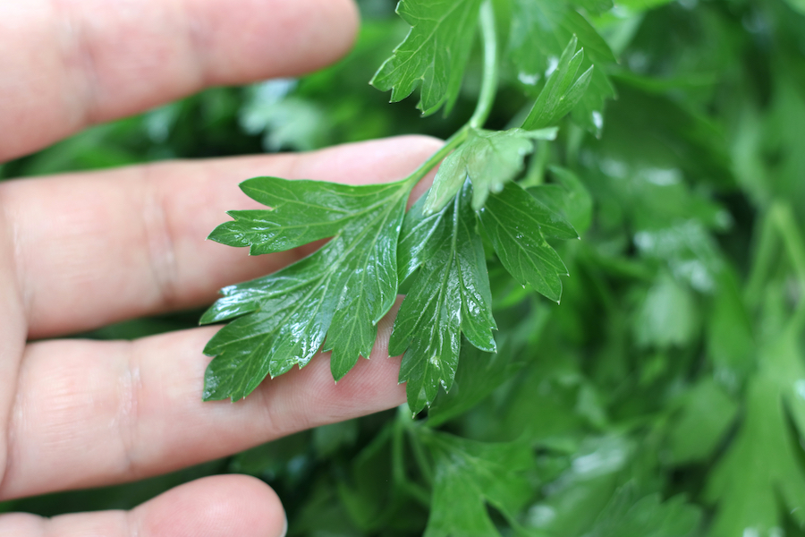 Close up of Italian Parsley leaves.